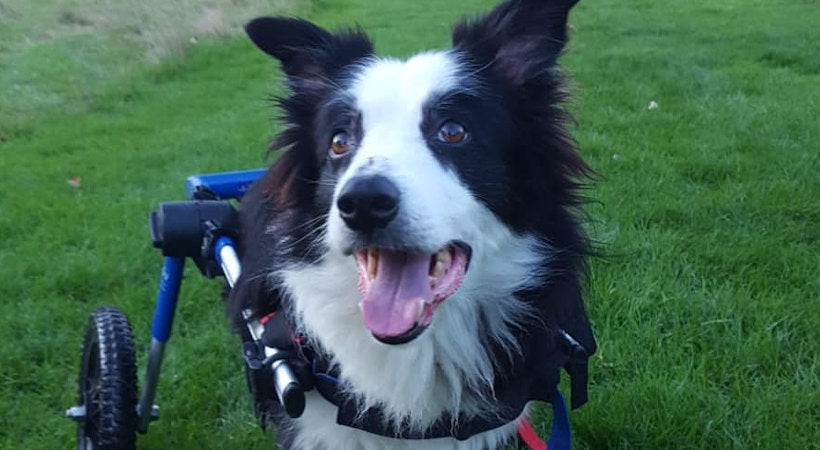 Wheelchair for border collie