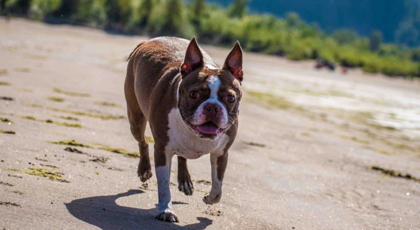 Boston Terrier running on the beach