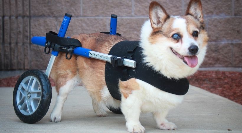 A Corgi in his Walkin' Wheels