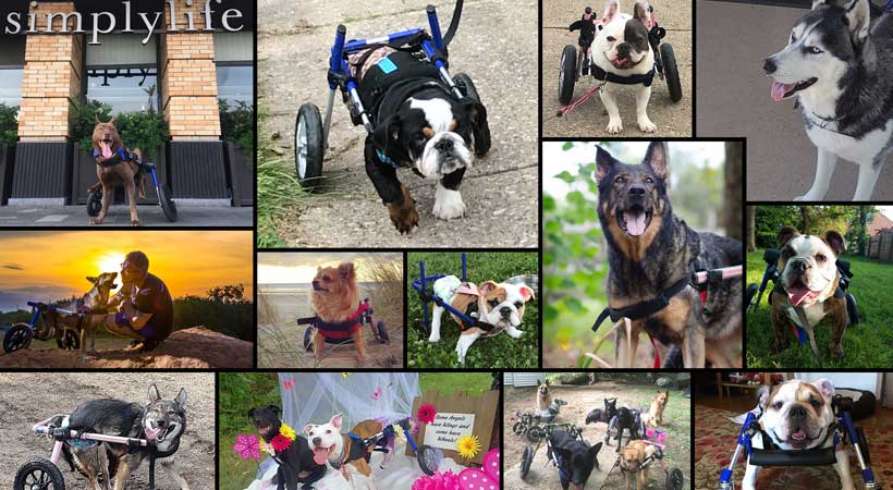 dog wheelchair calendar