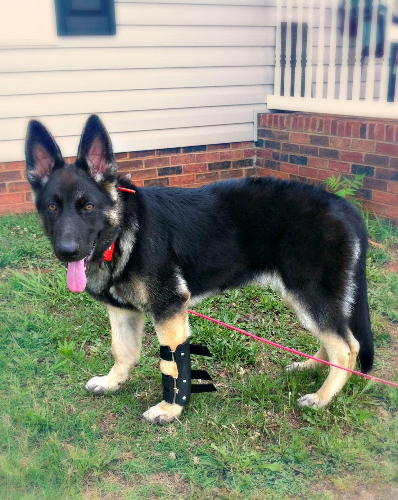 dog carpal splint for German Shepherd