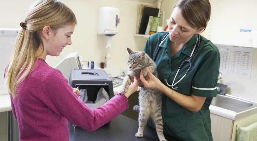 Vet cares for a sick cat