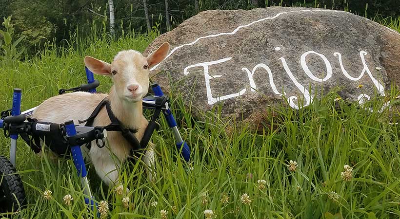 goats as pets