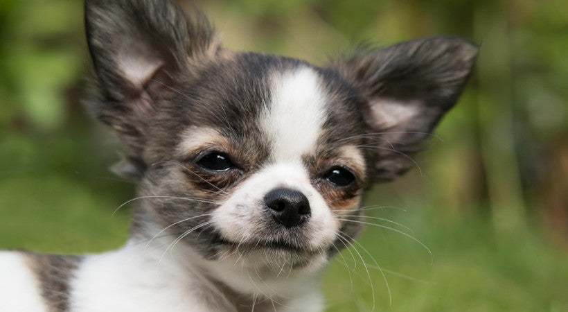 5 Common Chihuahua Health and Mobility Problems