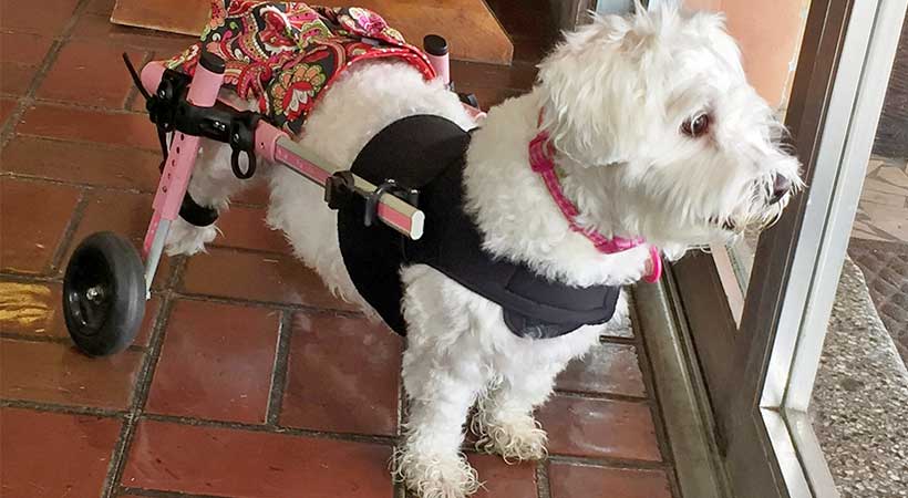 indoor exercise for disabled dog