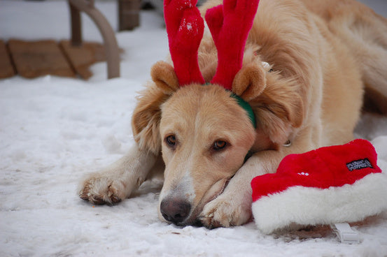 Christmas present dog