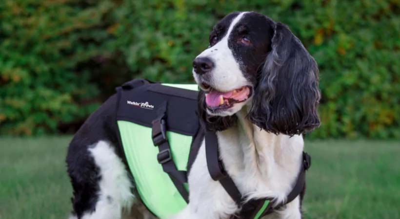 Cooper, the cocker spaniel with his lime green Walkin' vertebraVe back brace