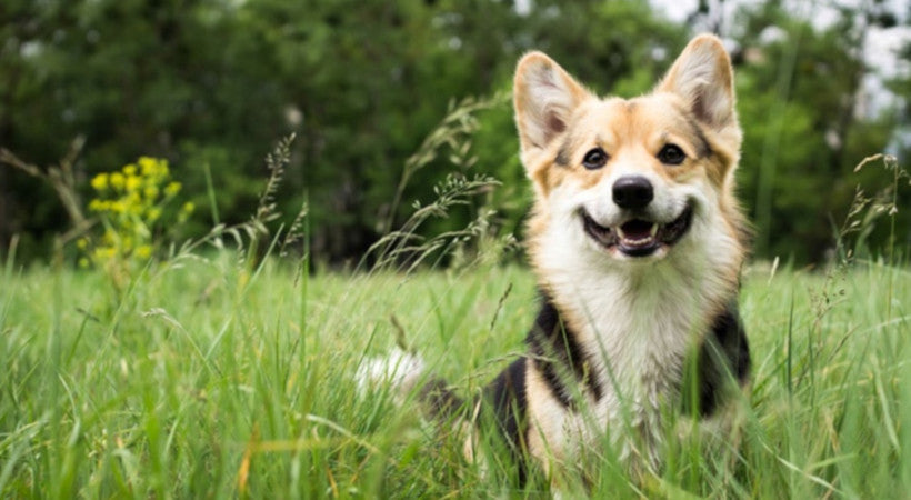 Pretty Welch corgie in a grassy field