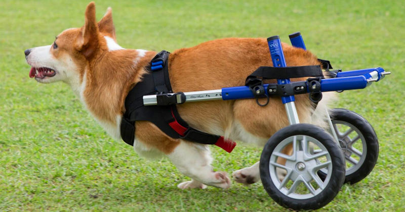 Corgi hip dysplasia runs in wheelchair