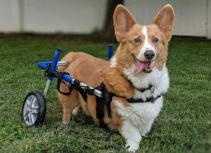 Dog Rear Leg Injury: How to Help Your Dog Heal | Walkin' Pets
