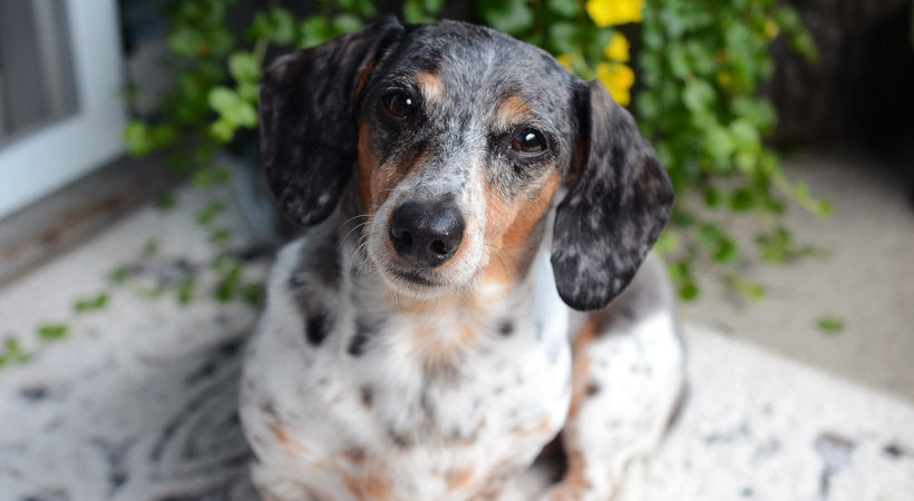 Dachshund sits outside