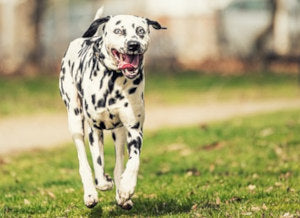 Fact or Fiction: Spotting the Truth About Dalmatians