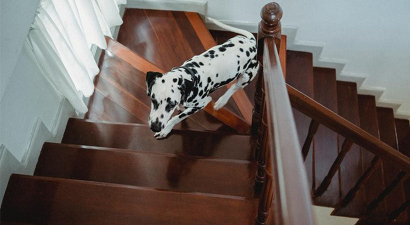 Is a Ramp Or Stairs Better for Dogs: Expert Guide to Safety & Comfort