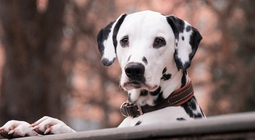 Caring for deaf dog