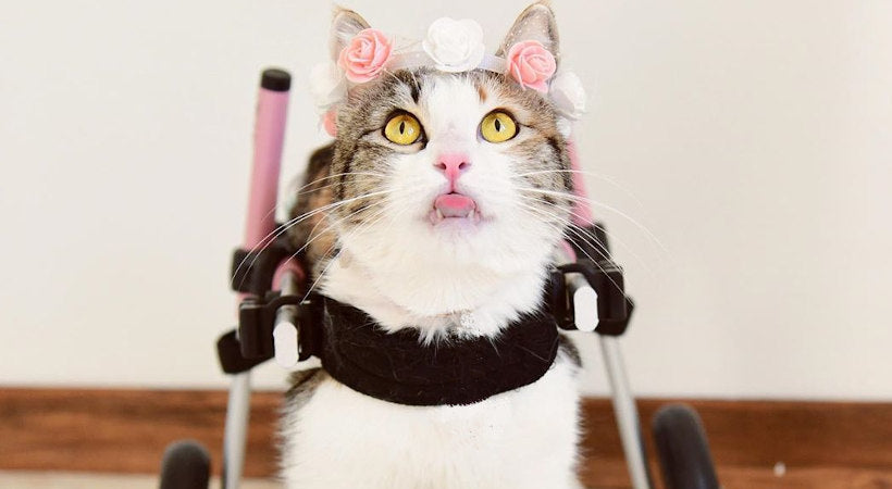 How to Treat a Cat Broken Leg at Home: Quick & Safe Steps