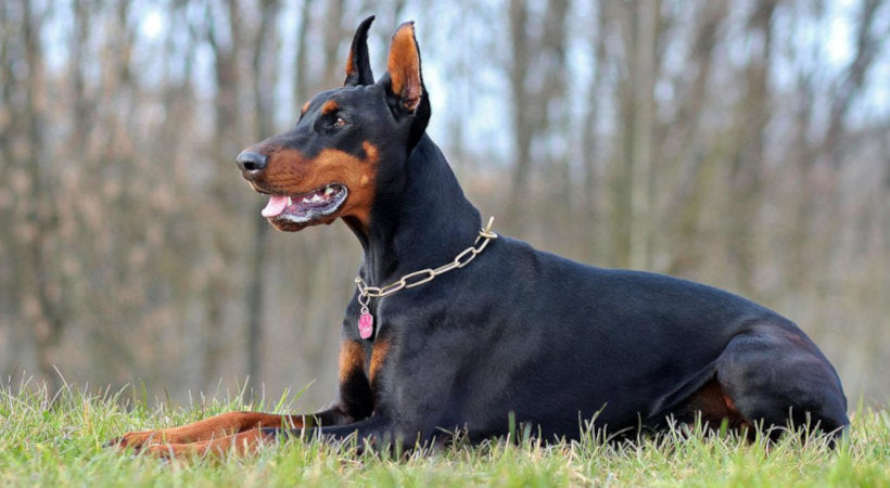 doberman with von willebrand disease