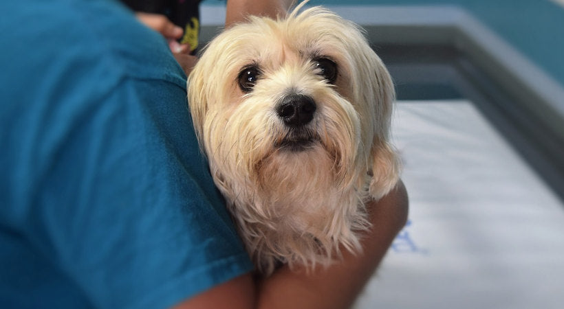 dog gets annual vet checkup