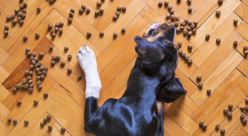 Dog eating his food