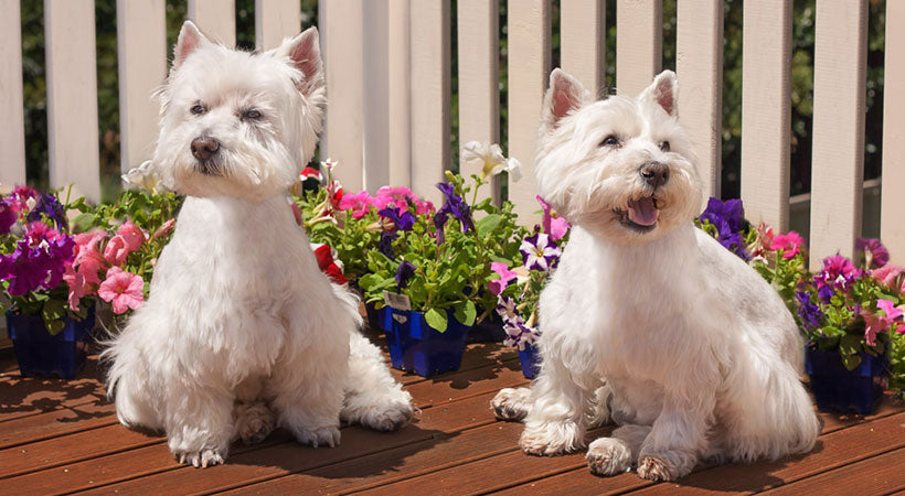 West Highland White Terriers