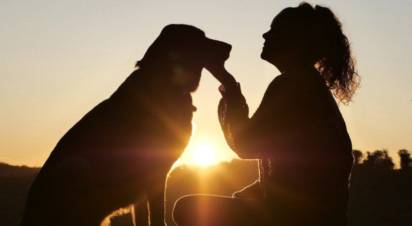 Dog watches the sunset with owner