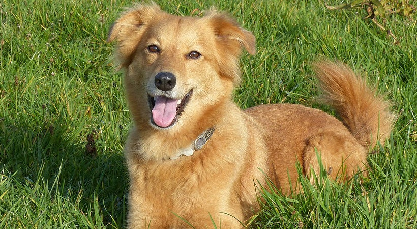 Model dog posing for the dog bad breath blog post