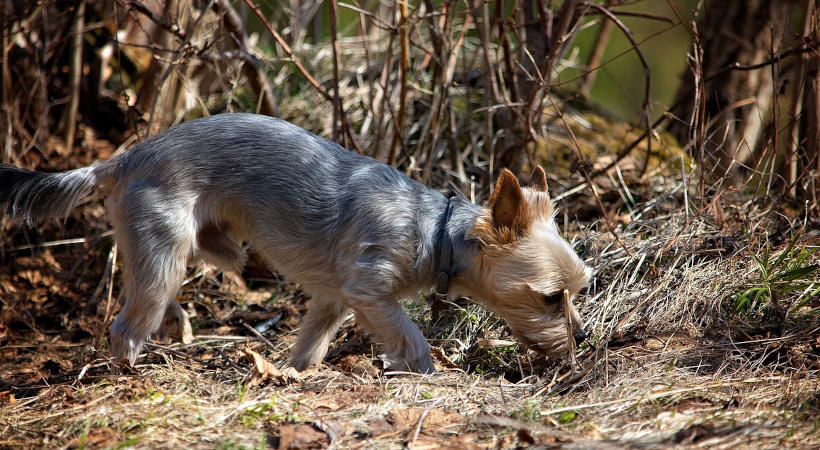 Yorkie sniffs the ground