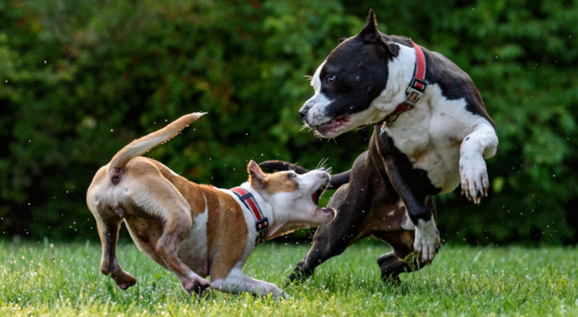 dog bites another dog