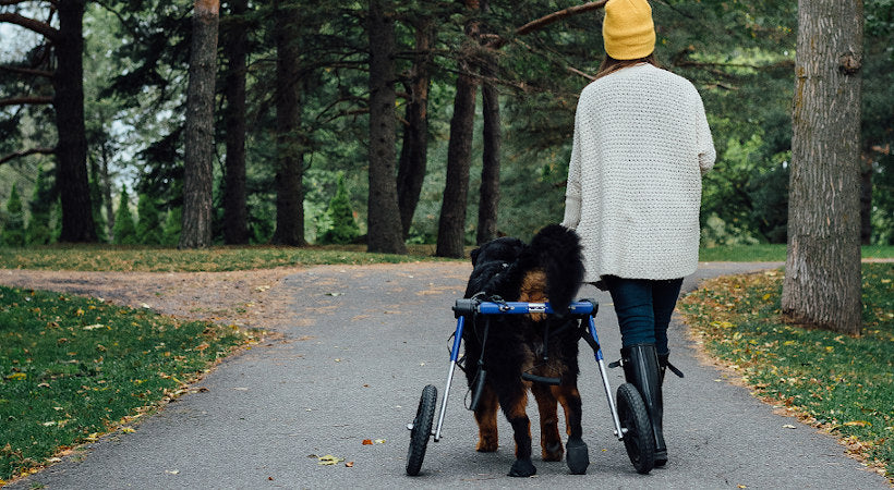 disabled pet walks in wheelchair