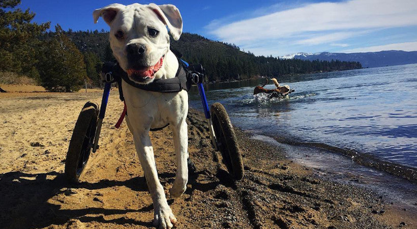 disabled boxer thrives in wheelchair