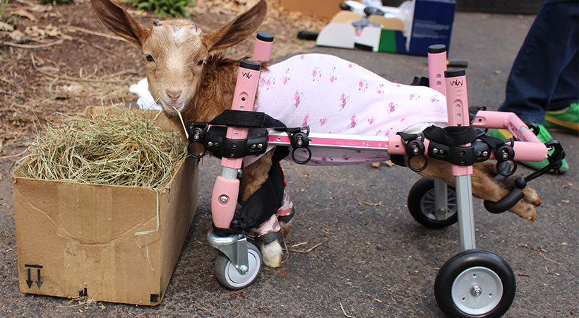 goats of anarachy rescue