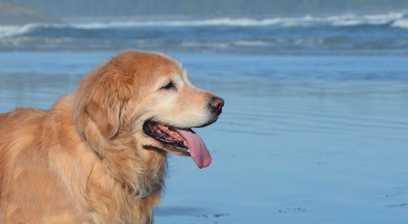 golden retriever wheelchair