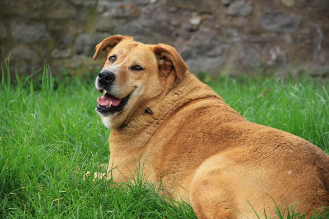 Overweight Golden Retreiver