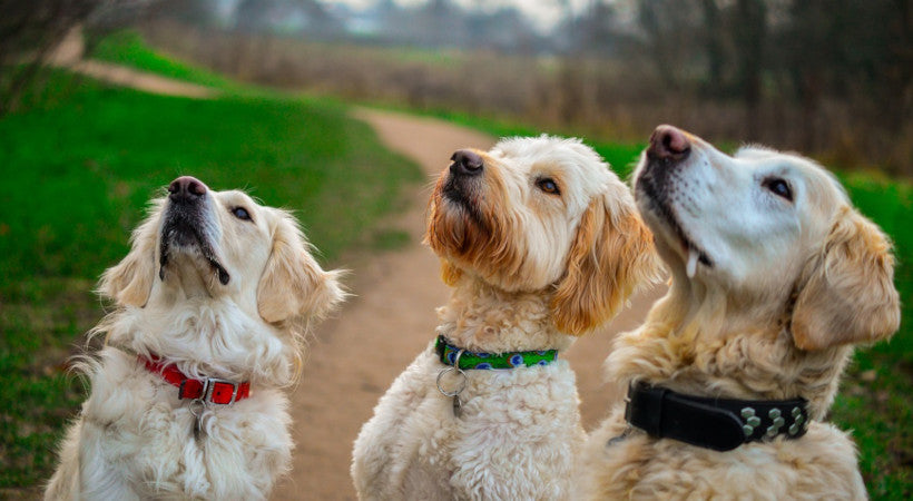 Healthy treats for pets