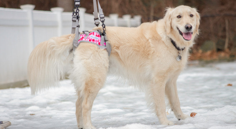 Golden Retriever in a Warrior rear lift harness for dogs