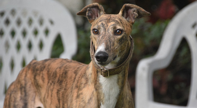 standing image of a brindle greyhound