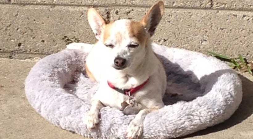 disabled chihuahua walks in dog wheelchair