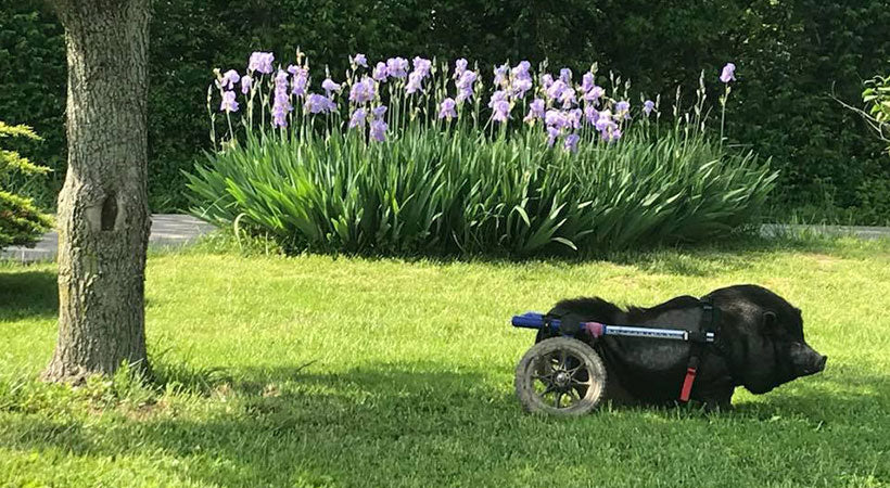 farm animals in wheelchair