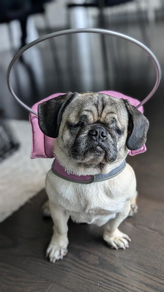 What to Do If Your Dog Has Cloudy Eyes