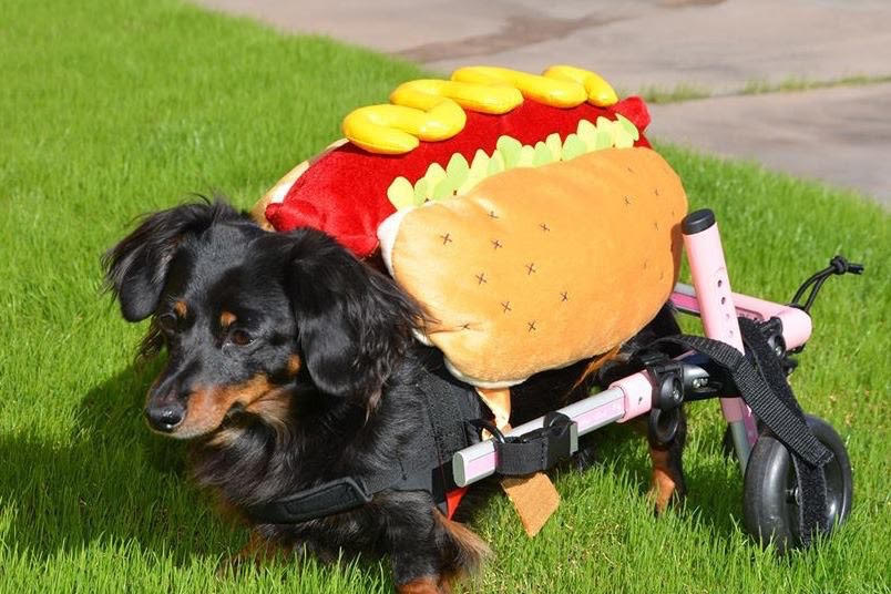 Dachshund cart