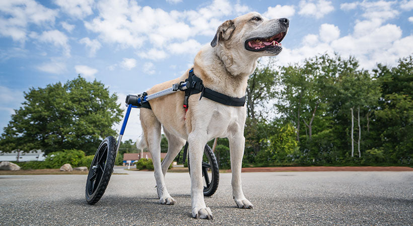 Walkin' Wheels dog wheelchair