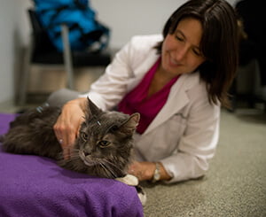 Massage Therapy for Dogs