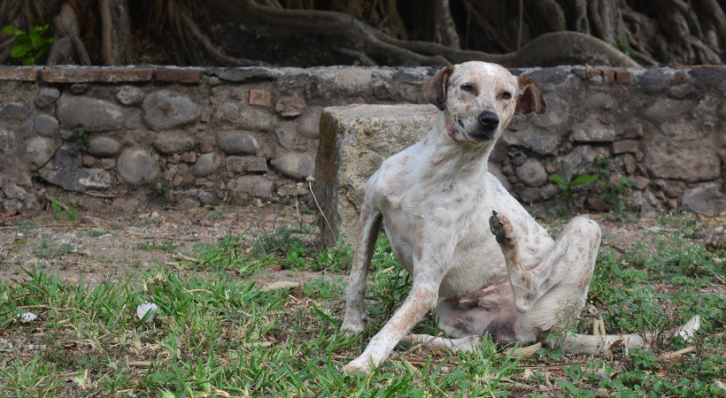 A good old dog getting a scratch in as he sits in his wooded back yard