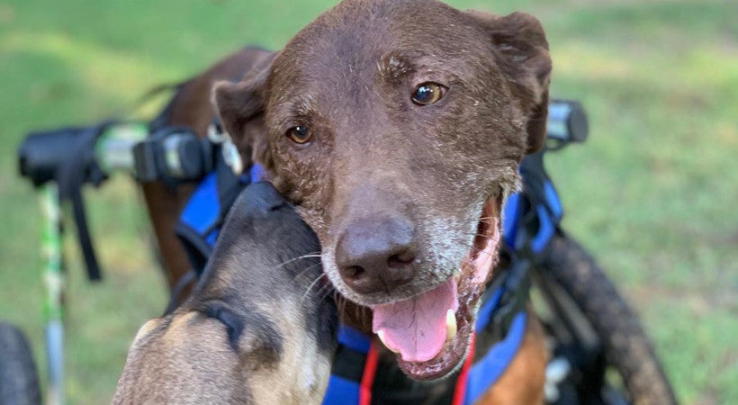 Jack the lab in his cart getting licks from his pal GSD