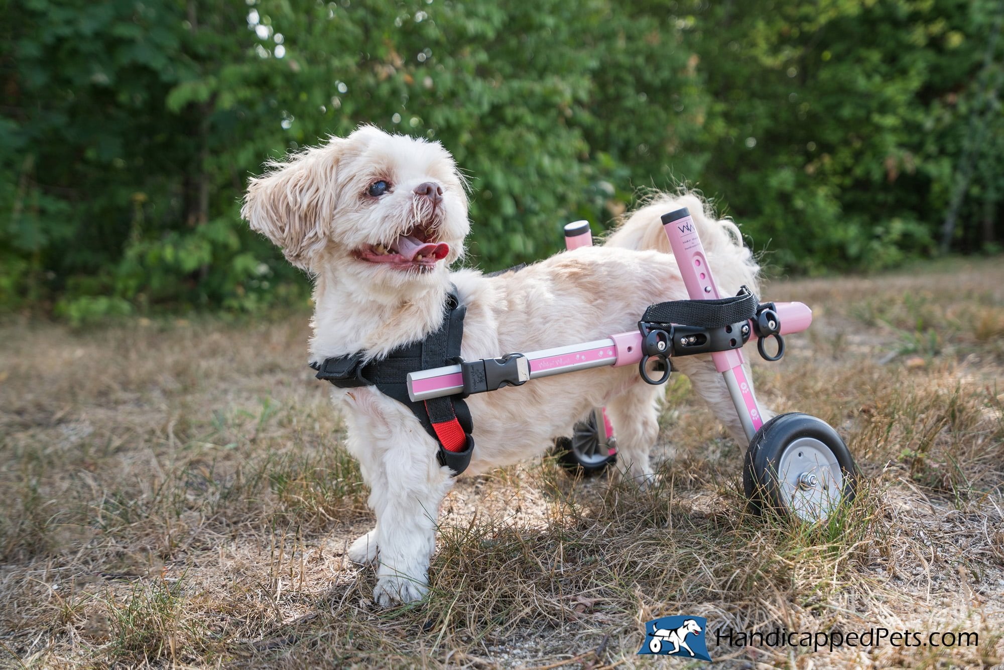 Hearing Aids for Dogs