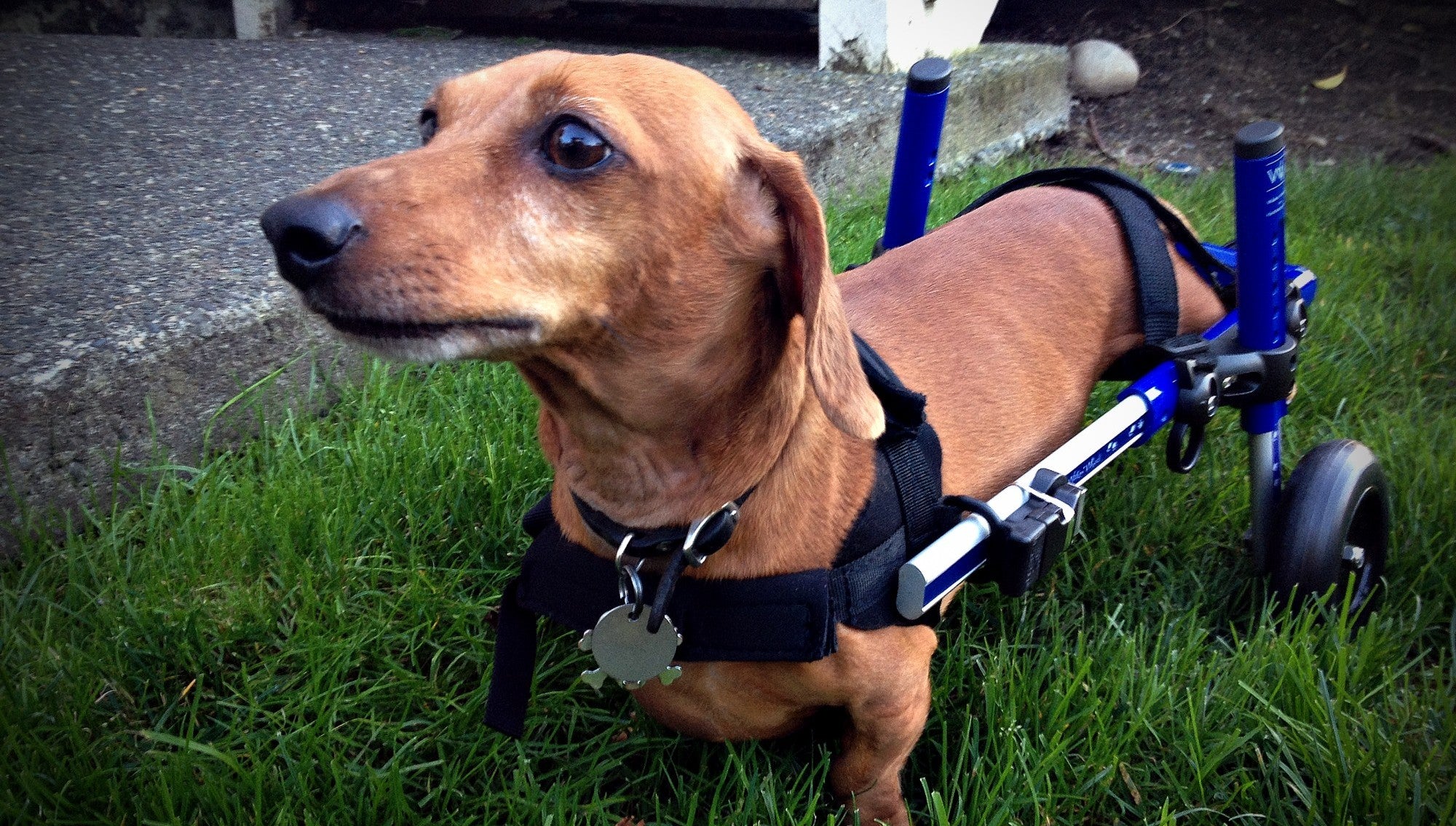 Dachshund in Walkin' Wheels