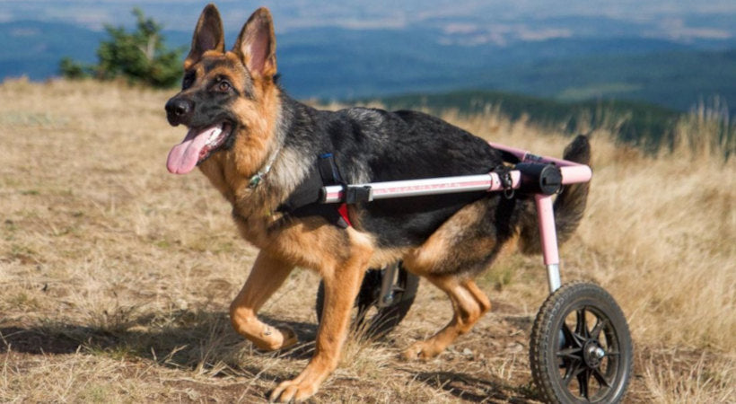 German Shepherd with Degenerative Myelopathy on a hike