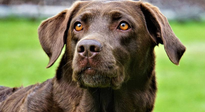 Chocolate labrador outside