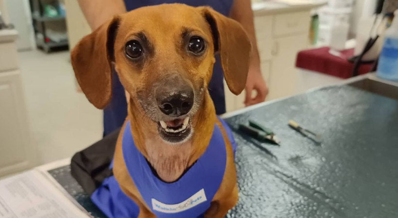 Lucy the doxxie at her vet appointment in her drag bag by Walkin' Pets