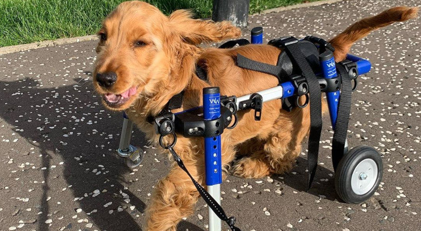 Handicapped Luna the Spaniel in his quad walkin' Wheels