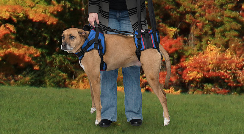 dog lift support harness